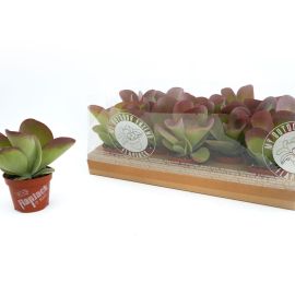 Kalanchoe nicht blühend thyrsiflora Flapjack