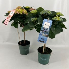 Hydrangea macr. gemischt magical mix auf Stamm stadium 2-3 / 4+