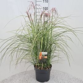 Miscanthus sinensis 
