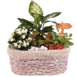 Arrangement kamerplant Maritime Arr. Indoor Willow Topf Oval Frills Ø29cm 4PP
