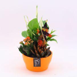 Arrangement plantes d'intérieur fleuri HWCR-2506 Halloween creatie