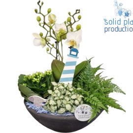 Arrangement Phalaenopsis PH011 Ebbi Medium Blue Maritiem