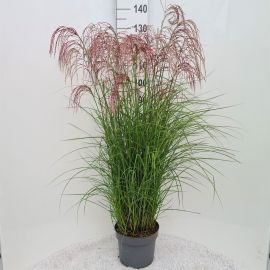 Miscanthus sinensis Red Cloud Miscanthus Sin. Red Cloud P26