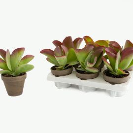 Kalanchoe nicht blühend thyrsiflora Flapjack in basalt Stein