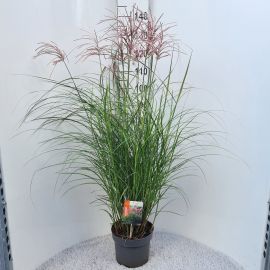 Miscanthus sinensis Red Chief Miscanthus Sin. Red Chief P26