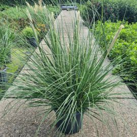 Cortaderia selloana Pumila Cortaderia Sel. Pumila P40