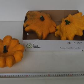 Siervruchten Cucurbita autre Flying saucer 4