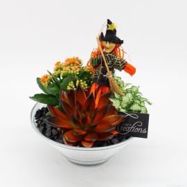Arrangement plantes d'intérieur fleuri HWCR-2503 Halloween creatie
