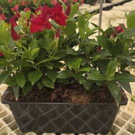 DIPLADENIA HYDRIDE® bloembak | rood