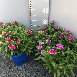 DIANTHUS BARBATUS bloembak 8pp