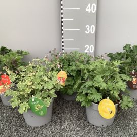 GERANIUM ODORANT mixte