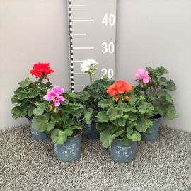 GERANIUM ZONALE E X T R A ! ("herteleer")