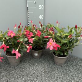 DIPLADENIA SANDERI roze