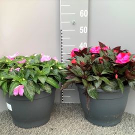 IMPATIENS NEW-GUINEA MIXED SUPER - EXTRA - ornamental pot