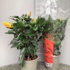 HIBISCUS MIX 