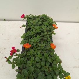 PORTULACA TRIXI bloembak