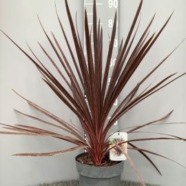 CORDYLINE AUSTR. RED STAR EXTRA