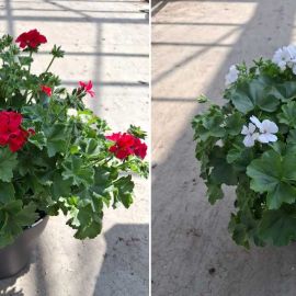 GERANIUM MARCADA gemengd