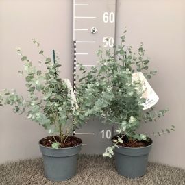EUCALYPTUS GUNNII BLUE ICE EXTRA