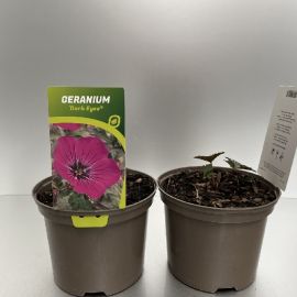 GERANIUM DARK EYES® (to order 1 day in advance) excl. tray
