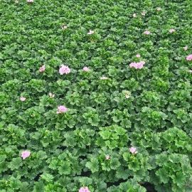 PELARGONIUM GRANDIFLORUM mixte