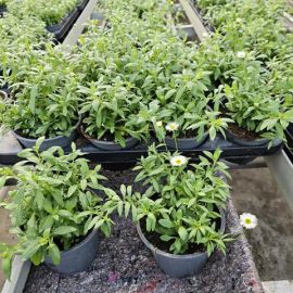ERIGERON KARVINSKIANUS 3 pp bouton fleur