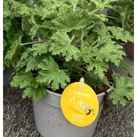 GERANIUM ODORANT citron