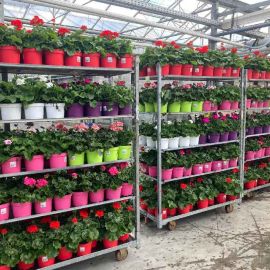 GERANIUM ZONALE (DROIT) ton sur ton