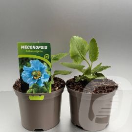 MECONOPSIS BETONICIFOLIA (to order 1 day in advance) excl. tray