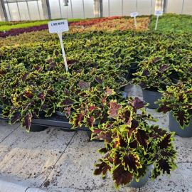 COLEUS MIX 