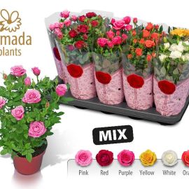 ROSA STAR ROSES GEMENGD hoes