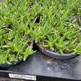 DELOSPERMA Yellow bouton