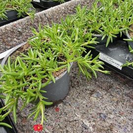 DELOSPERMA Salmon bouton