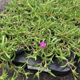 DELOSPERMA Purple  bouton