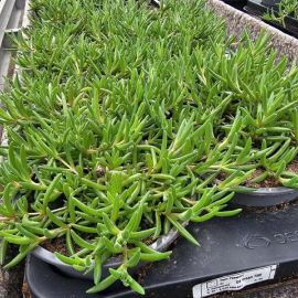 DELOSPERMA Fire red bouton