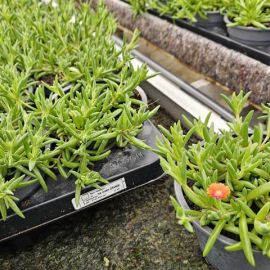 DELOSPERMA Orange bouton