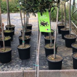 OLEA EUROPAEA STAM 