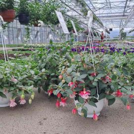FUCHSIA hangpot