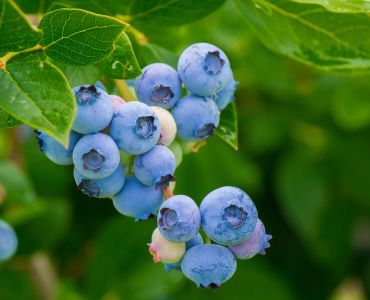 Fruit trees & berry bushes