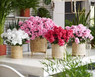 Green and flowering Azaleas