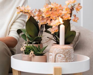 Plantas con flores de interior