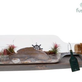 Arrangement plante en coupe Green Bottle bouteille Medium liggend avec Tillandsia Air Plants