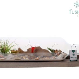 Arrangement Tillandsia Green Bottle bouteille Large liggend Maritiem avec Tillandsia Air Plants