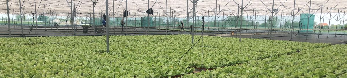 Featured grower