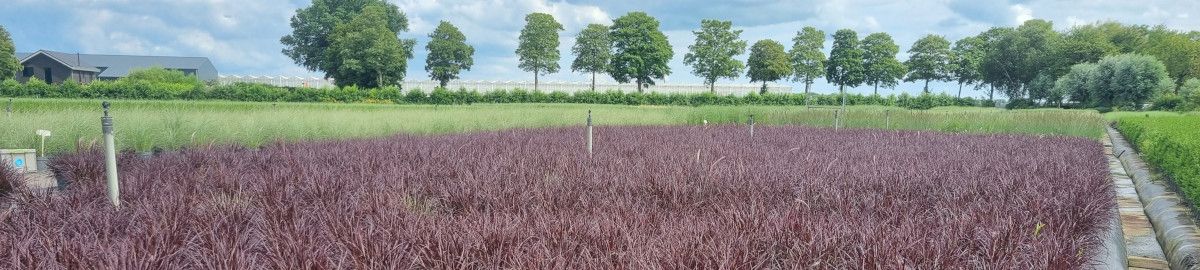 Featured grower